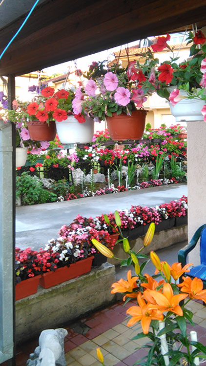 Apartman Cvetni vrt Sandra - Dvorište